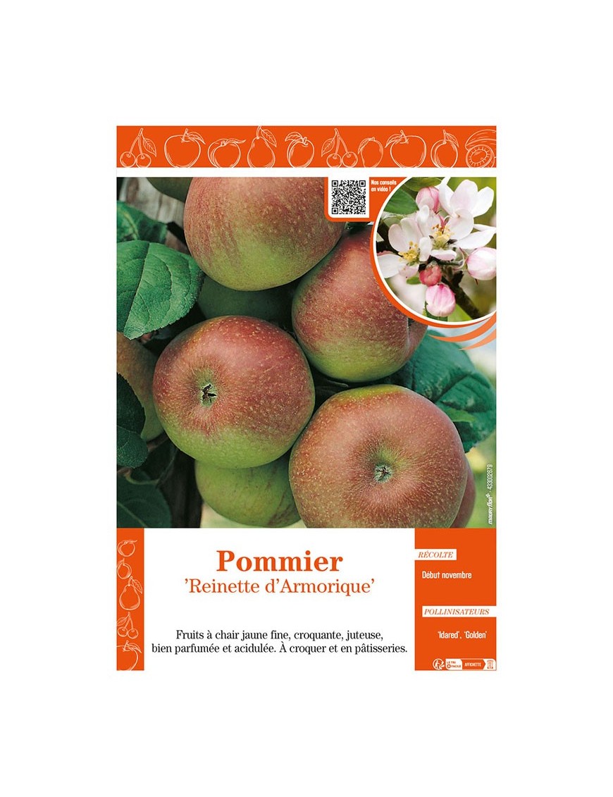 POMMIER REINETTE D'ARMORIQUE