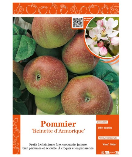 POMMIER REINETTE D'ARMORIQUE