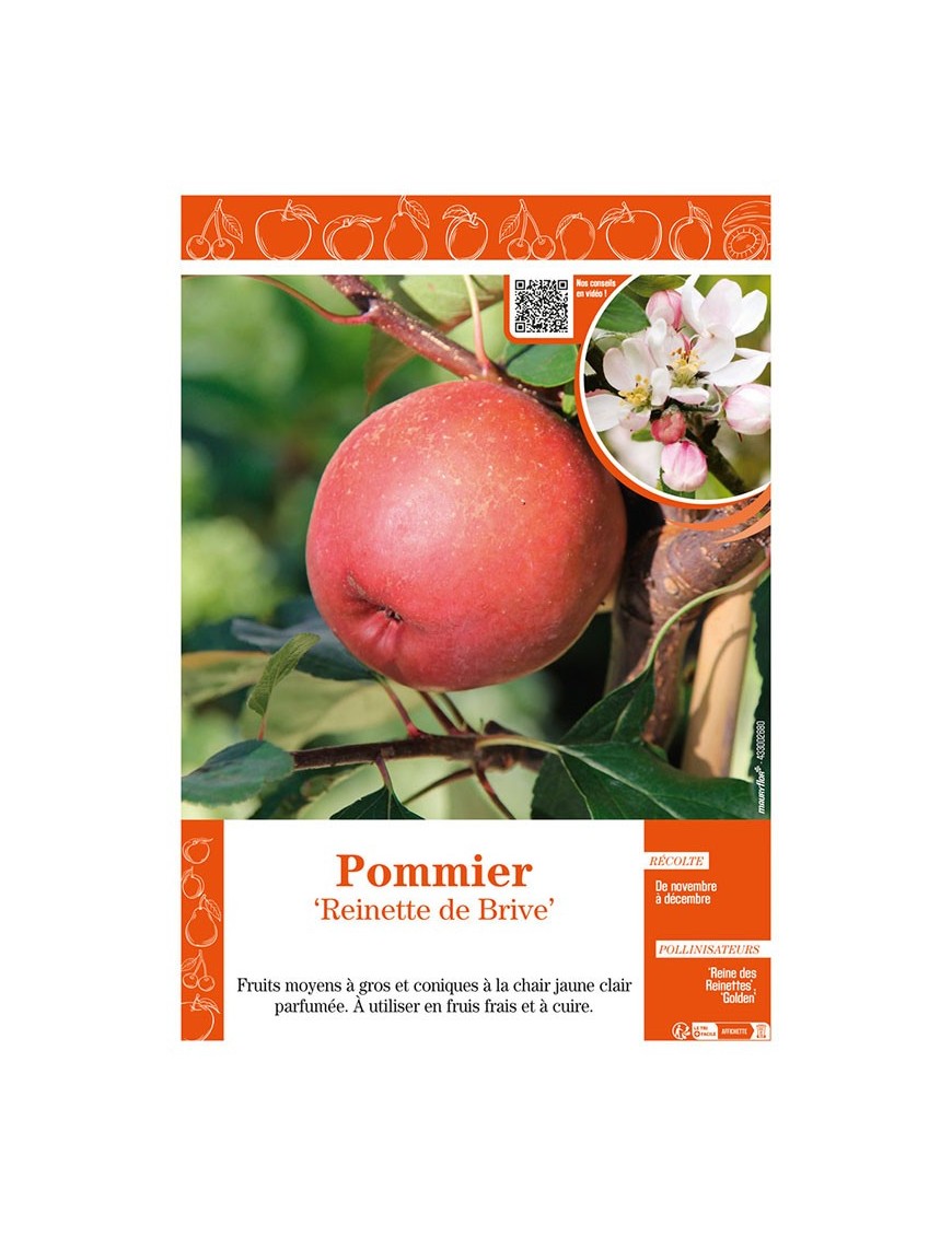 POMMIER REINETTE DE BRIVE