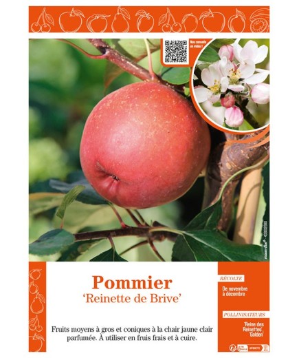 POMMIER REINETTE DE BRIVE