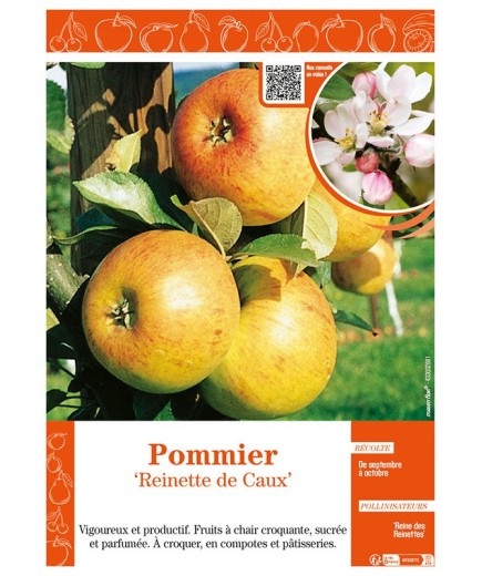 POMMIER REINETTE DE CAUX