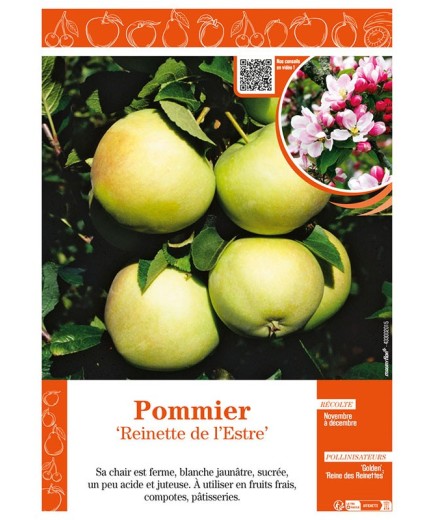 POMMIER REINETTE DE L'ESTRE