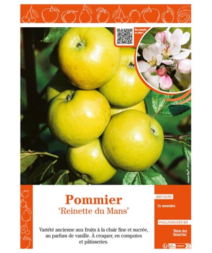 POMMIER REINETTE DU MANS