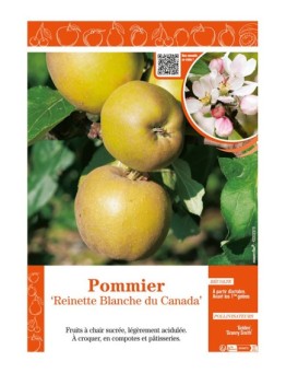 POMMIER REINETTE BLANCHE DU CANADA