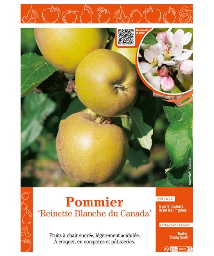 POMMIER REINETTE BLANCHE DU CANADA