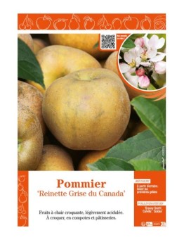POMMIER REINETTE GRISE DU CANADA