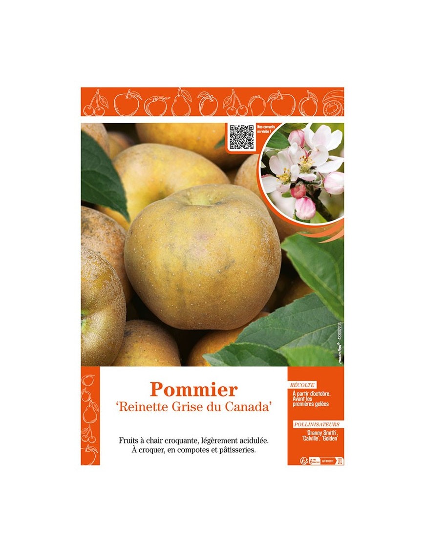 POMMIER REINETTE GRISE DU CANADA