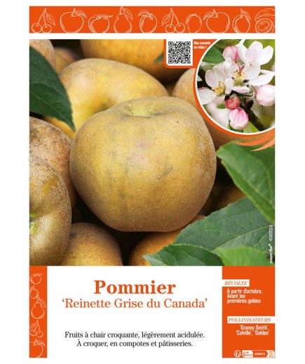 POMMIER REINETTE GRISE DU CANADA