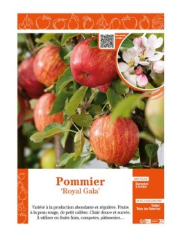 POMMIER ROYAL GALA