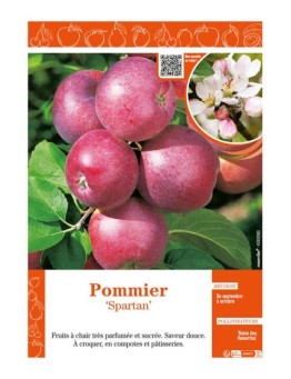 POMMIER SPARTAN
