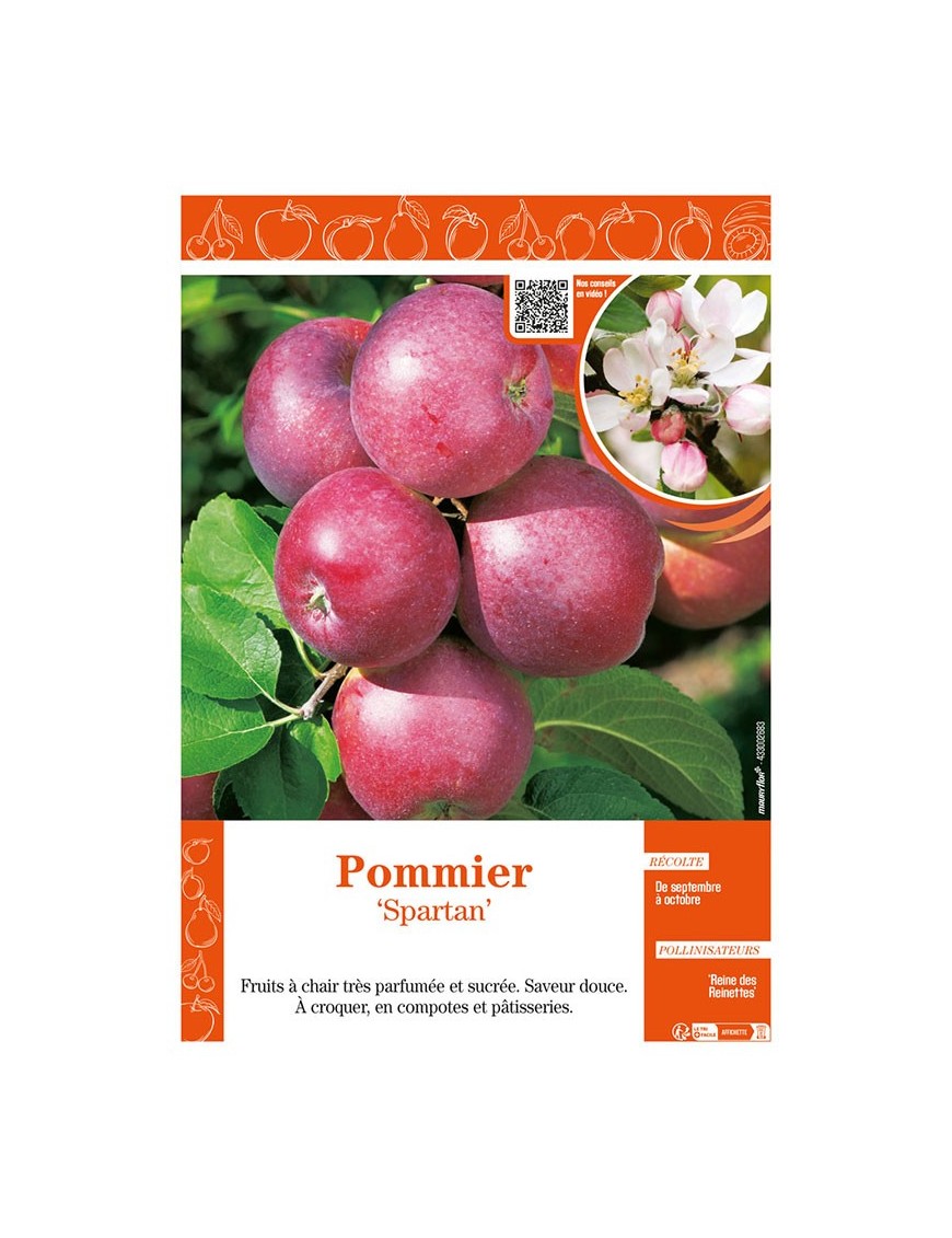 POMMIER SPARTAN