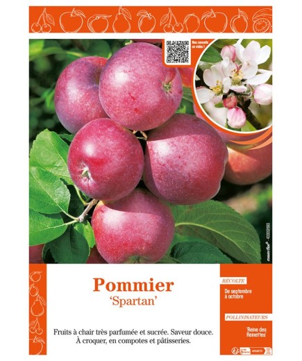 POMMIER SPARTAN