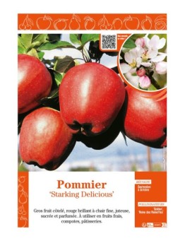 POMMIER STARKING DELICIOUS