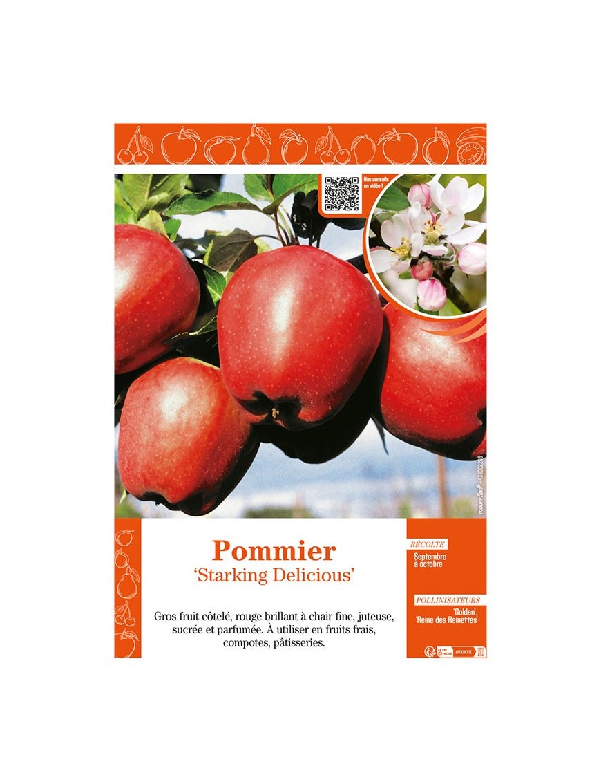 POMMIER STARKING DELICIOUS