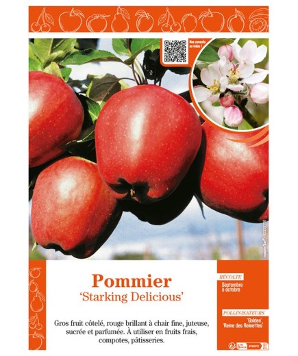 POMMIER STARKING DELICIOUS