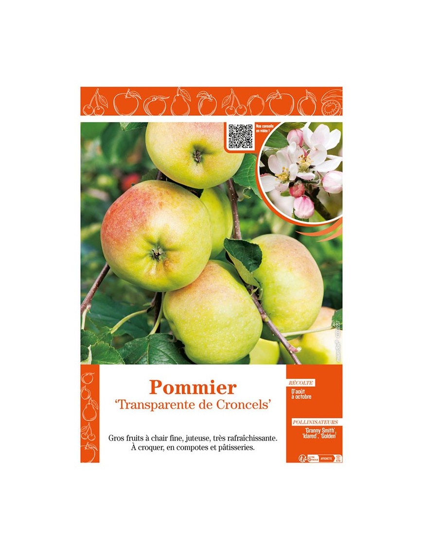 POMMIER TRANSPARENTE DE CRONCELS