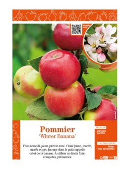 POMMIER WINTER BANANA