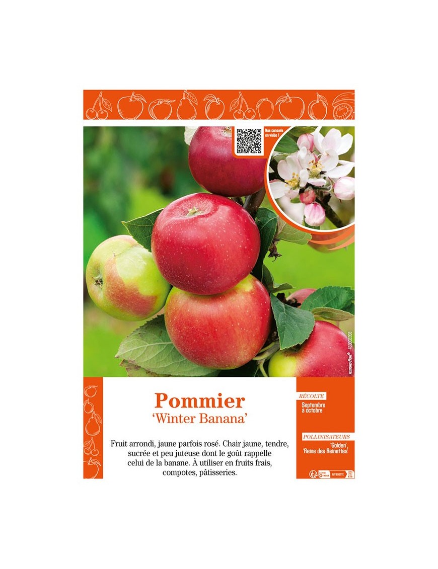 POMMIER WINTER BANANA