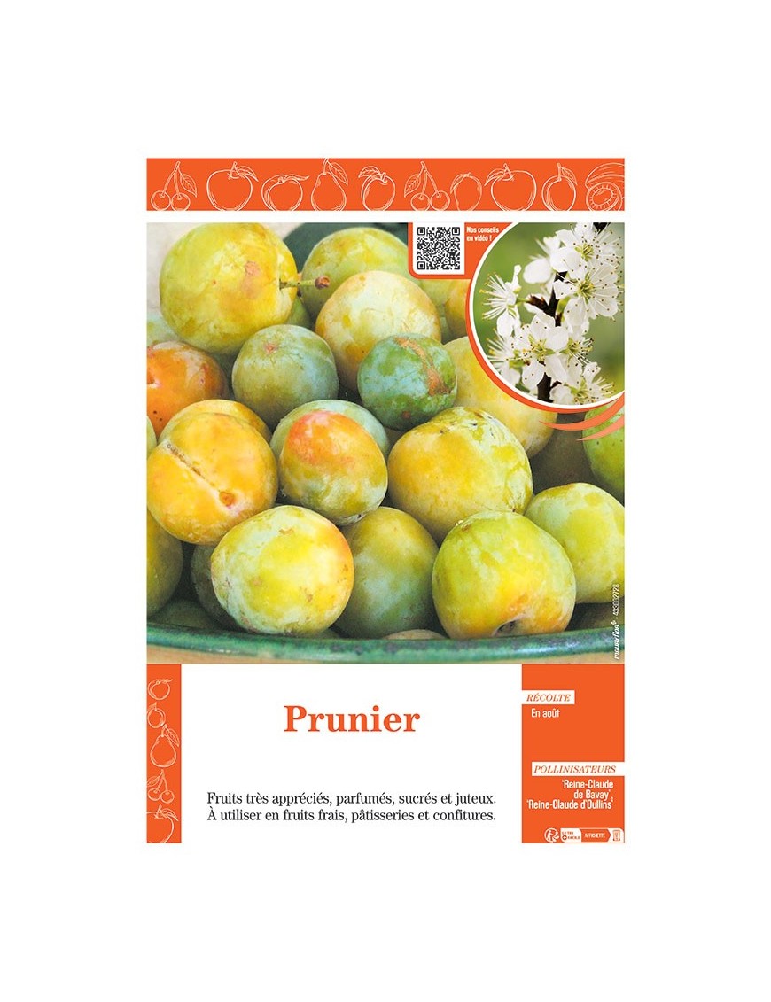 PRUNIER