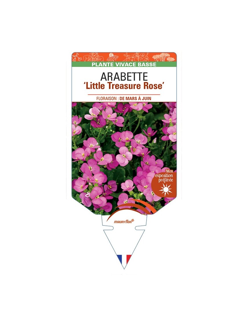 ARABETTE (caucasica) Little Treasure Rose