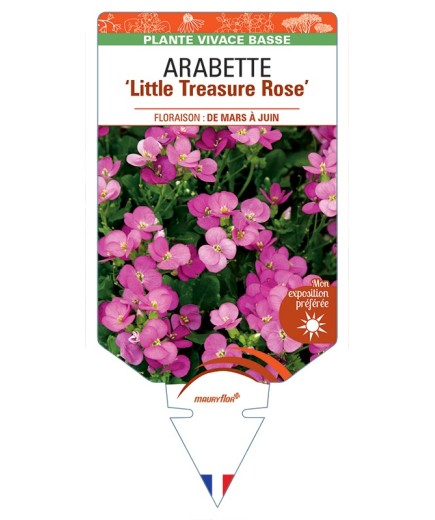 ARABETTE (caucasica) Little Treasure Rose