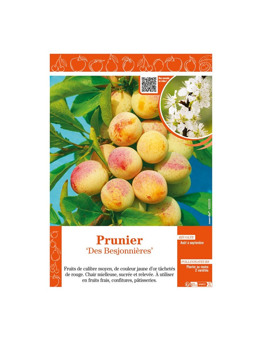 PRUNIER DES BESJONNIÈRES