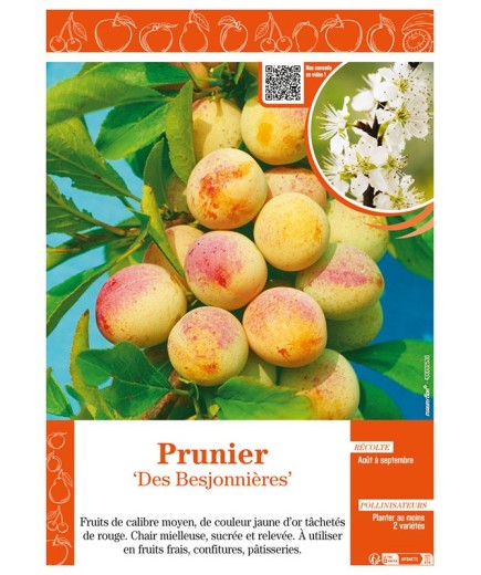PRUNIER DES BESJONNIÈRES
