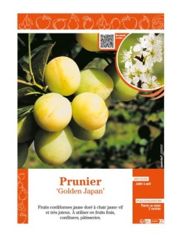 PRUNIER GOLDEN JAPAN