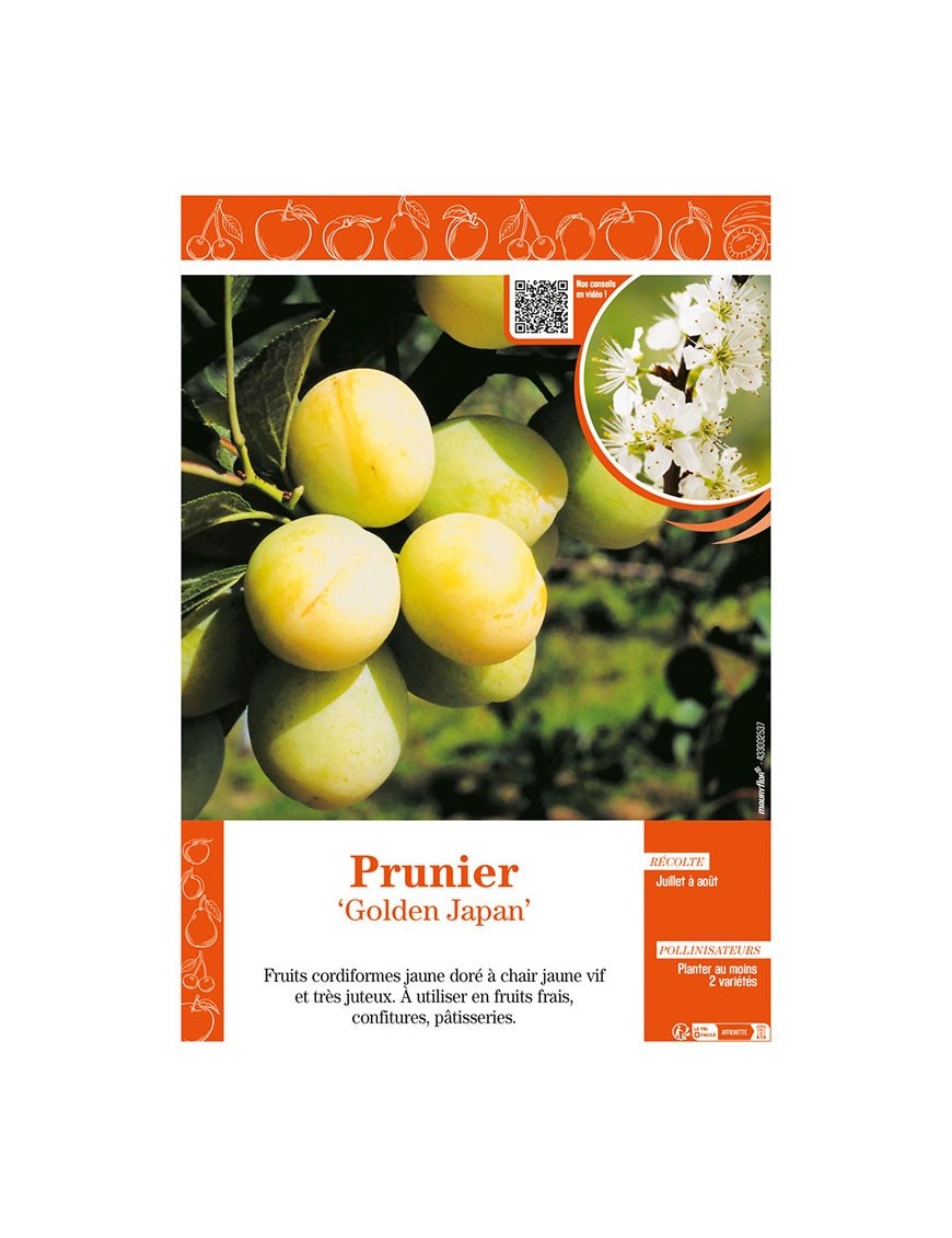 PRUNIER GOLDEN JAPAN