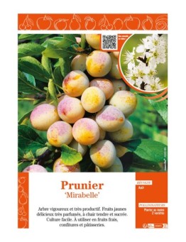 PRUNIER MIRABELLE