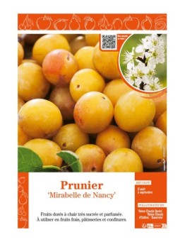 PRUNIER MIRABELLE DE NANCY