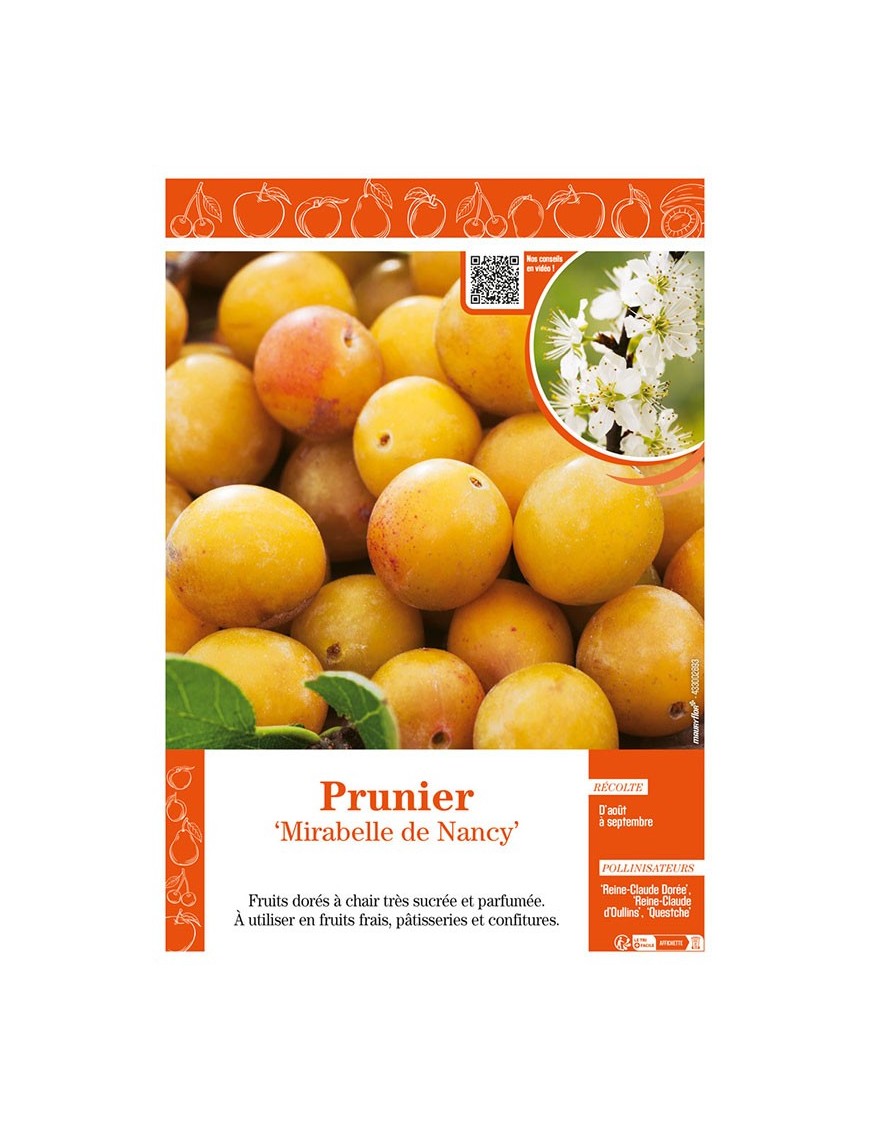 PRUNIER MIRABELLE DE NANCY