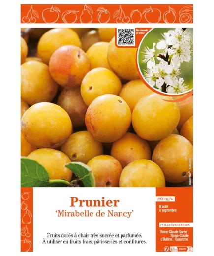 PRUNIER MIRABELLE DE NANCY