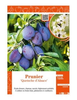 PRUNIER QUETSCHE D'ALSACE