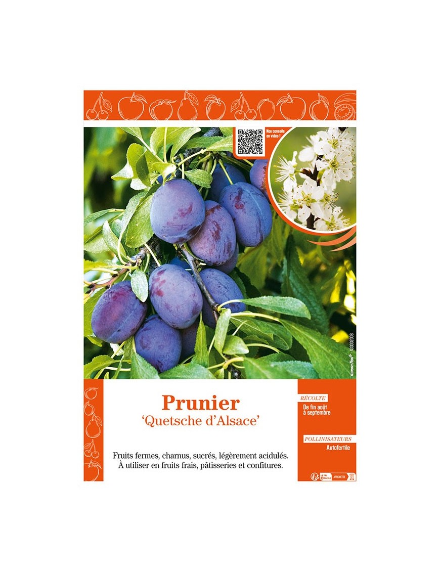 PRUNIER QUETSCHE D'ALSACE