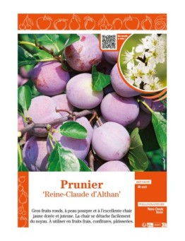 PRUNIER REINE-CLAUDE D'ALTHAN