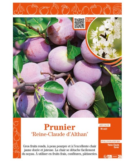 PRUNIER REINE-CLAUDE D'ALTHAN