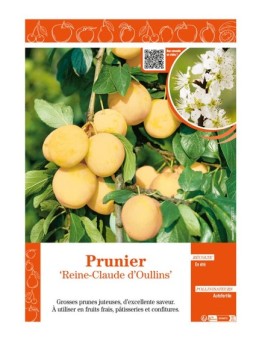 PRUNIER REINE-CLAUDE D'OULLINS