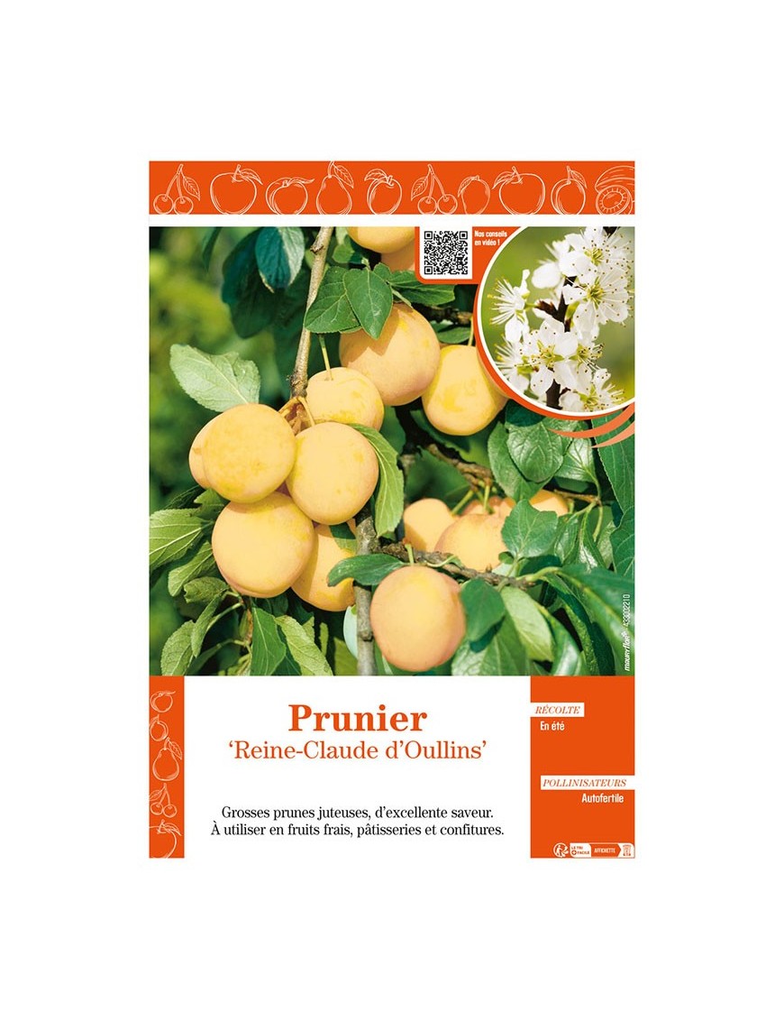 PRUNIER REINE-CLAUDE D'OULLINS