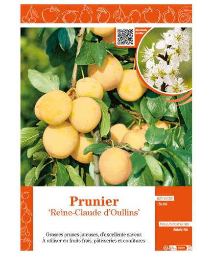 PRUNIER REINE-CLAUDE D'OULLINS