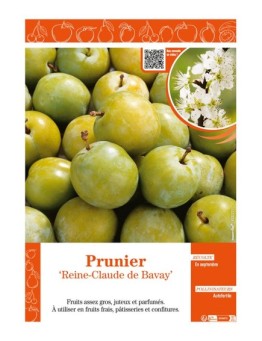 PRUNIER REINE-CLAUDE DE BAVAY