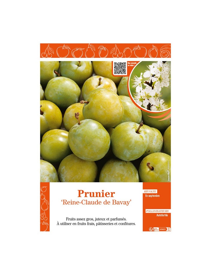 PRUNIER REINE-CLAUDE DE BAVAY