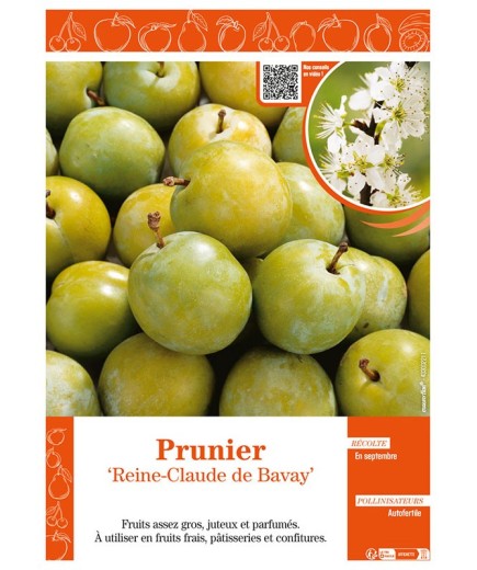 PRUNIER REINE-CLAUDE DE BAVAY