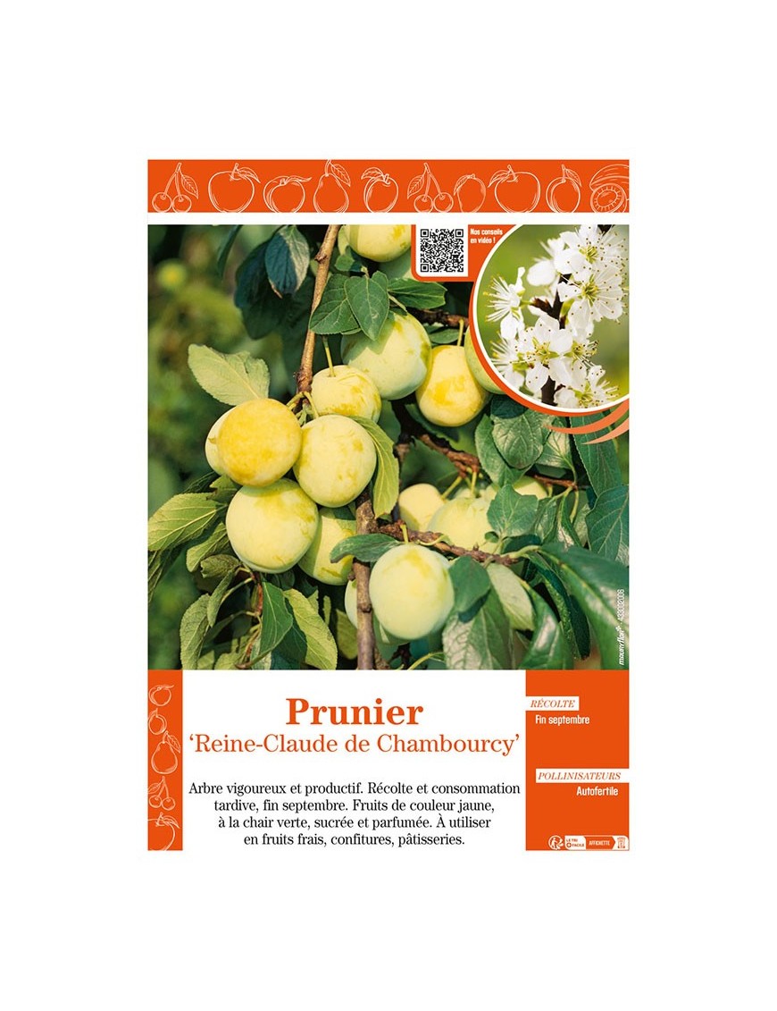 PRUNIER REINE-CLAUDE DE CHAMBOURCY