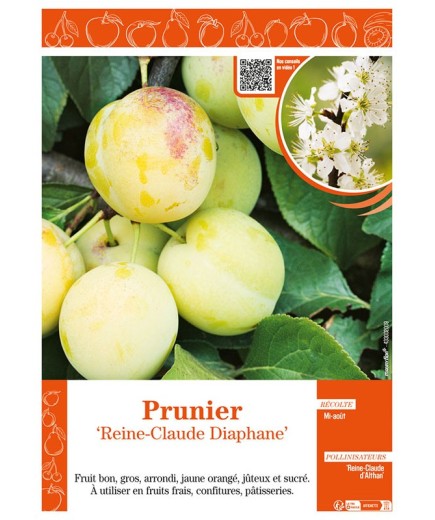 PRUNIER REINE-CLAUDE DIAPHANE