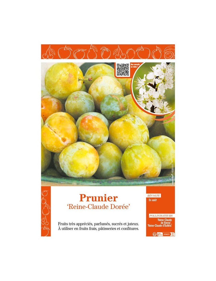 PRUNIER REINE-CLAUDE DORÉE