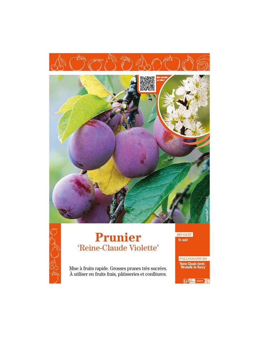PRUNIER REINE-CLAUDE VIOLETTE