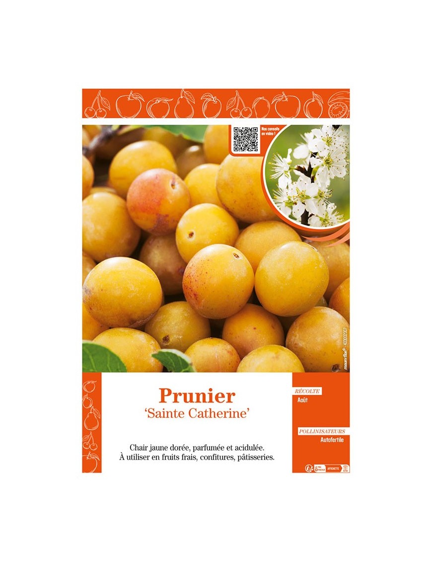 PRUNIER SAINTE CATHERINE