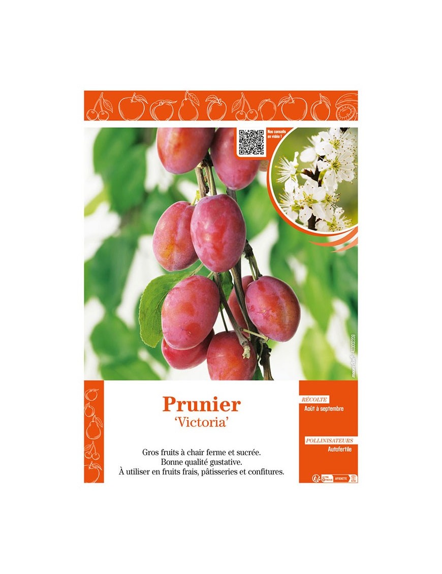 PRUNIER VICTORIA