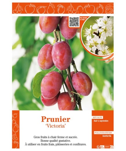 PRUNIER VICTORIA
